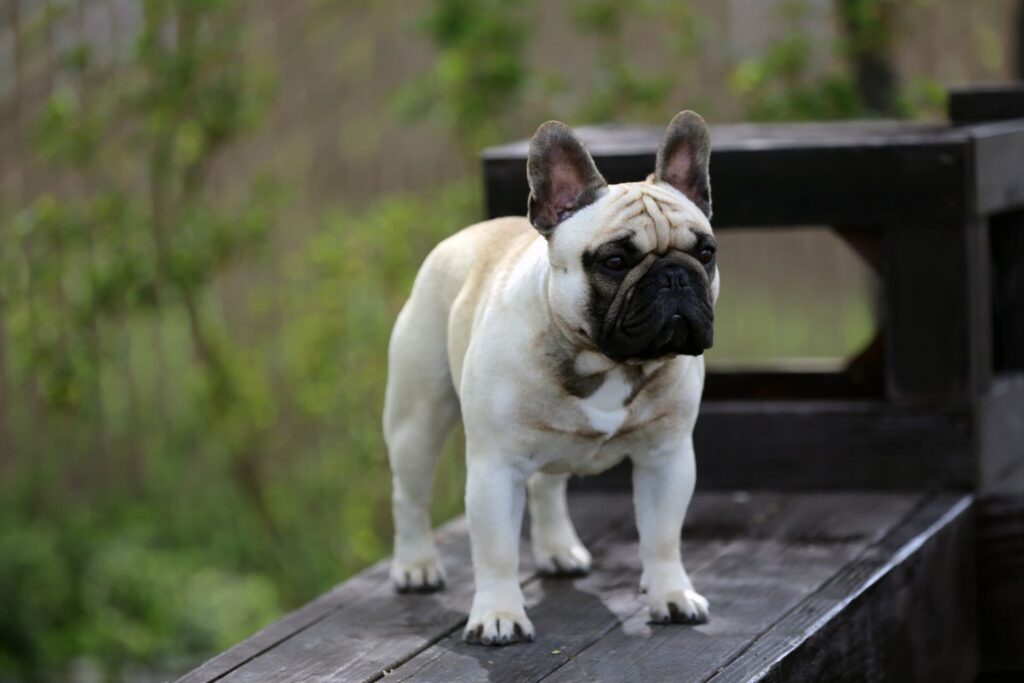 Armanipup 1024x683