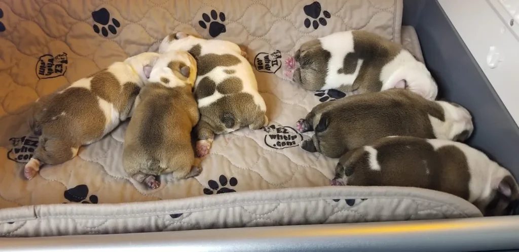 Pups 1024x498