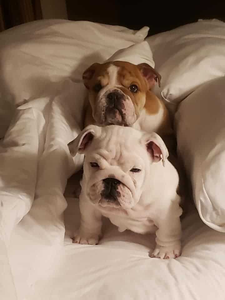 Pups6