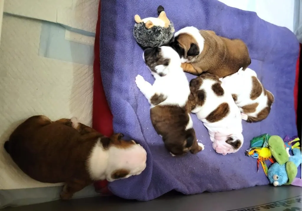 Puppies