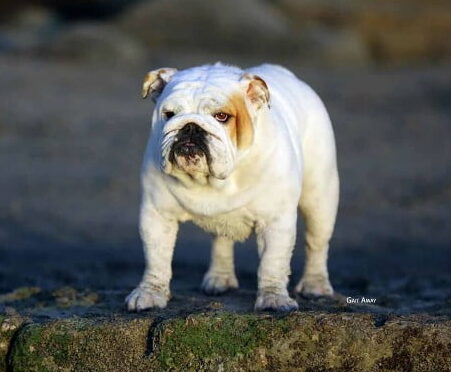 Bulldogv4 E1780360081917